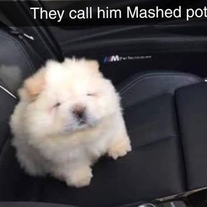 Meet your Posher, Casey